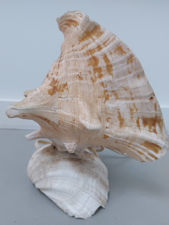 Image 1 of Shell Lamp 1970s