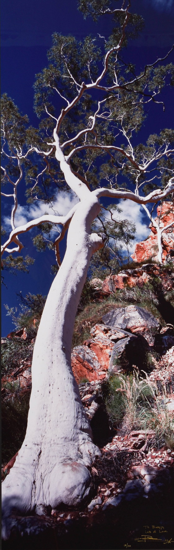 Image 1 of Peter Lik - Ghost Gum