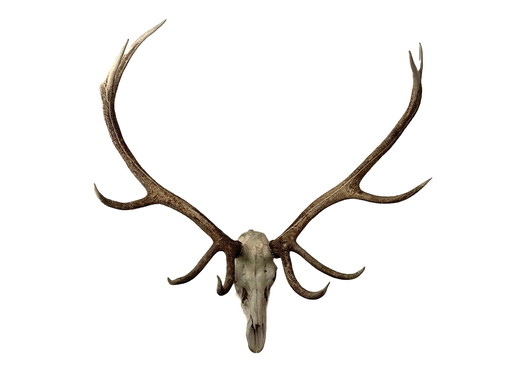  Very Large Vintage Antlers - Edelherthert, Approximately 115 Cm Wide