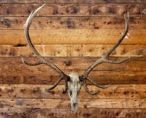  Very Large Vintage Antlers - Edelherthert, Approximately 115 Cm Wide