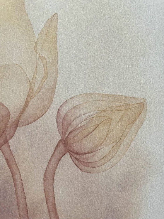 Image 1 of Fine Art Print Framed: Anemone