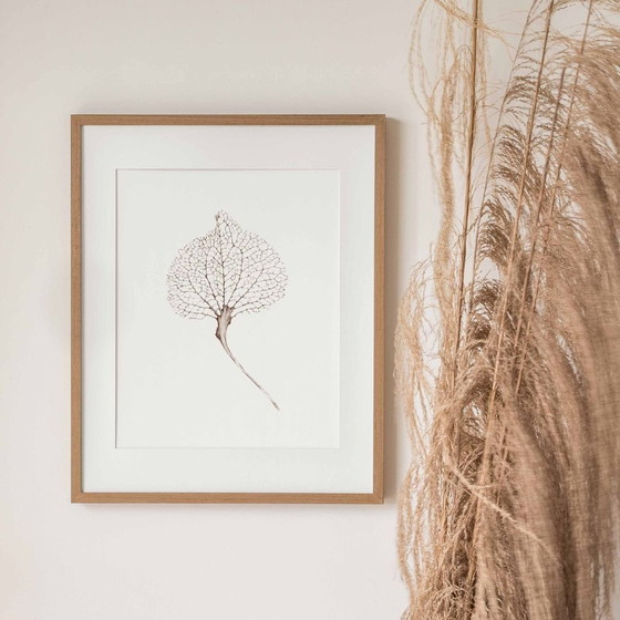 Image 1 of Fine Art Print Framed: Hydrangea Leaf