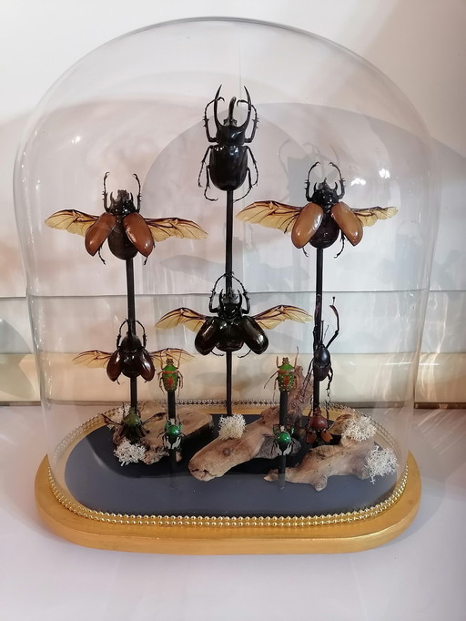 Stolp With Rhinoceros Beetles