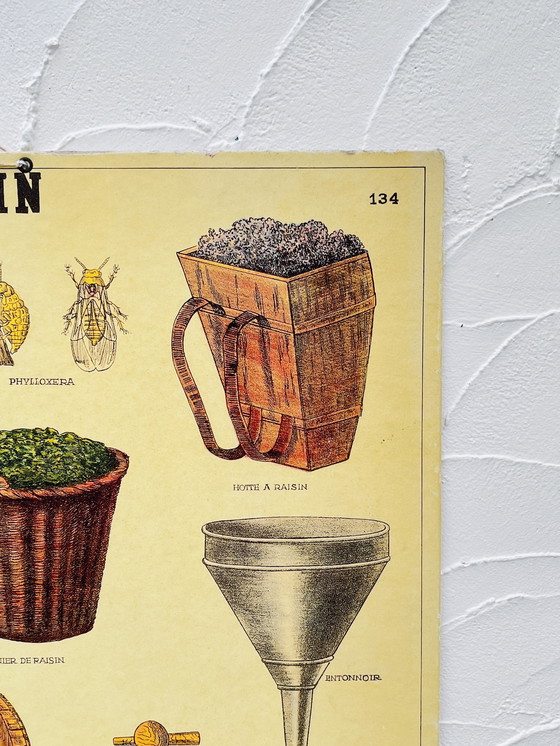 Image 1 of Panel didattico sul vino