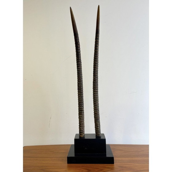 Image 1 of Zoccolo d'epoca con 2 corna di orice in ebano