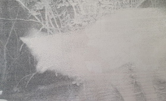 Image 1 of Specter, Glen Baldridge