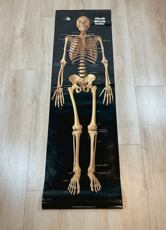 Image 1 of Plasticized poster of human skeleton 157 cm, 1980's