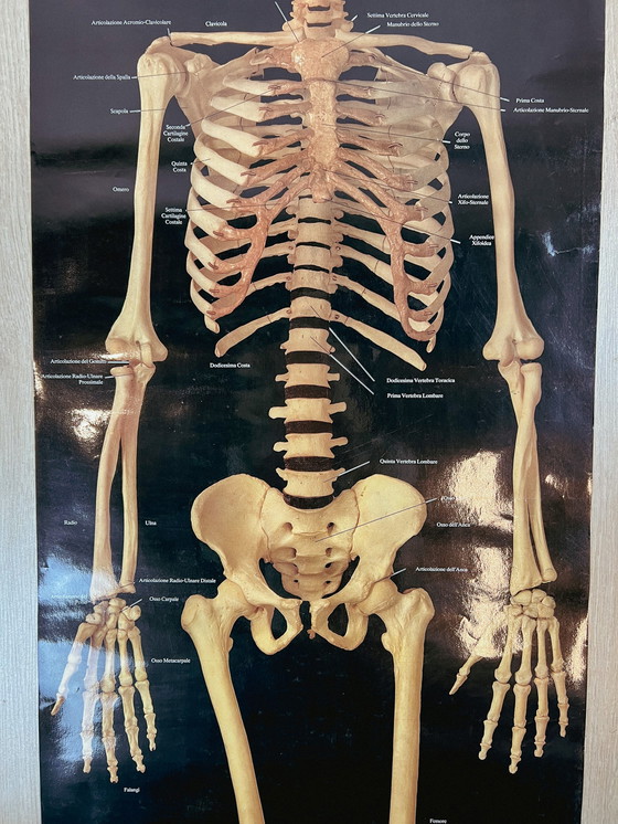 Image 1 of Plasticized poster of human skeleton 157 cm, 1980's