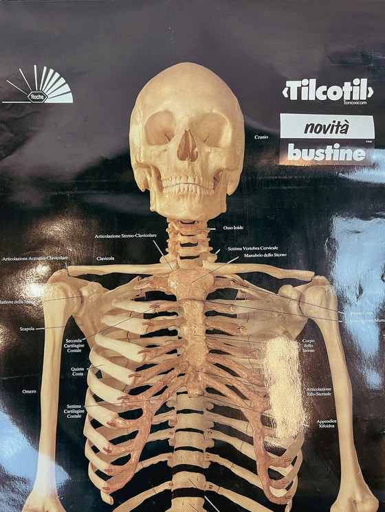 Image 1 of Plasticized poster of human skeleton 157 cm, 1980's