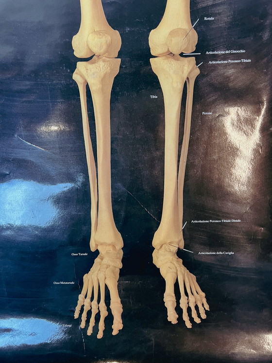 Image 1 of Plasticized poster of human skeleton 157 cm, 1980's