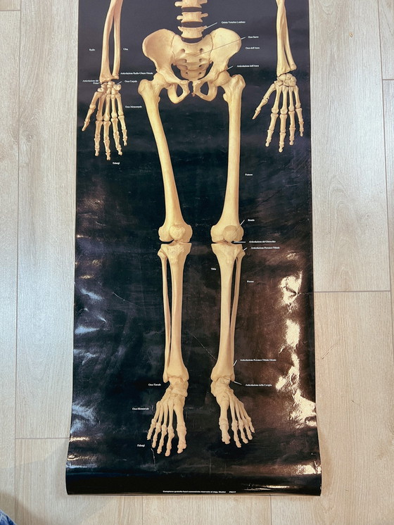 Image 1 of Plasticized poster of human skeleton 157 cm, 1980's