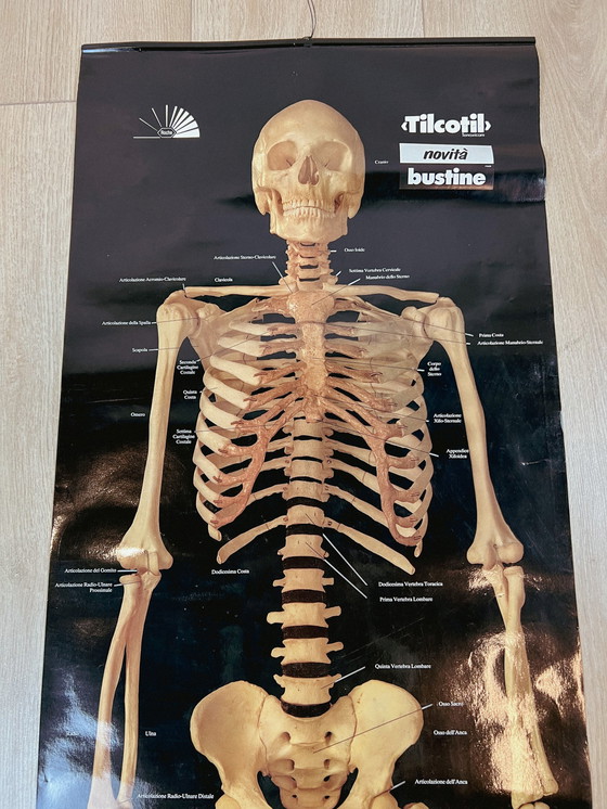 Image 1 of Plasticized poster of human skeleton 157 cm, 1980's