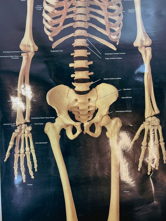 Image 1 of Plasticized poster of human skeleton 157 cm, 1980's