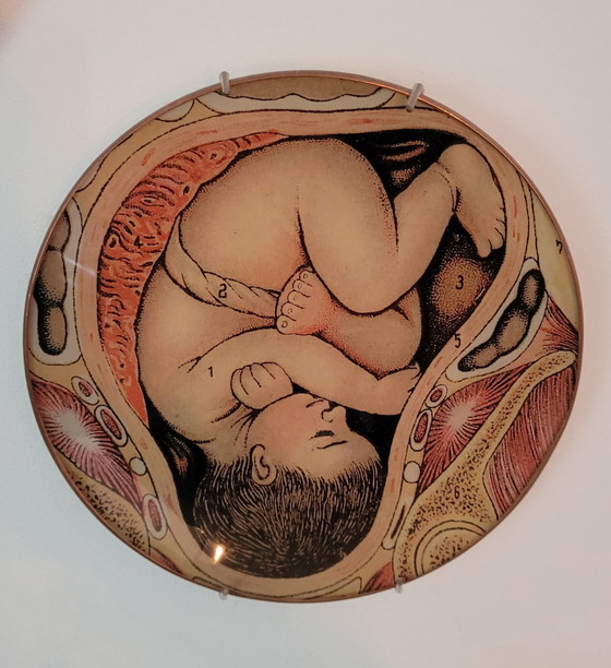 Image 1 of Wallware Decorative Wall Signs Anatomy