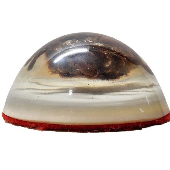 Image 1 of Tarantole vintage montate in resina epossidica USA anni '90