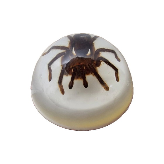 Image 1 of Tarantole vintage montate in resina epossidica USA anni '90