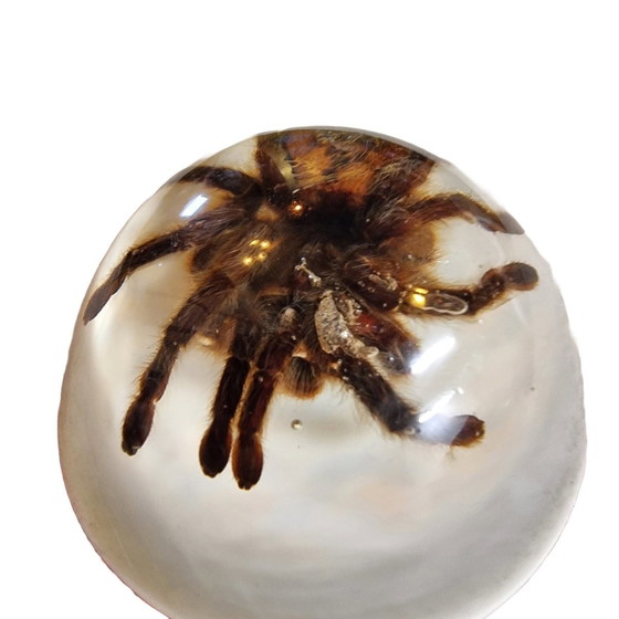 Image 1 of Tarantole vintage montate in resina epossidica USA anni '90