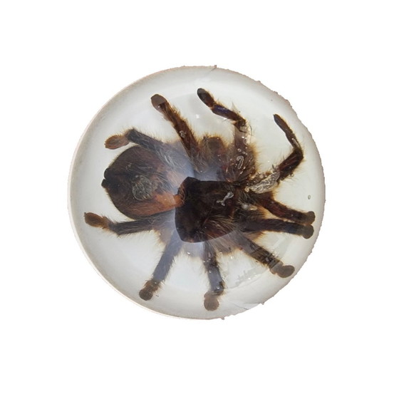 Image 1 of Tarantole vintage montate in resina epossidica USA anni '90