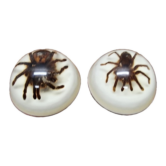 Image 1 of Tarantole vintage montate in resina epossidica USA anni '90