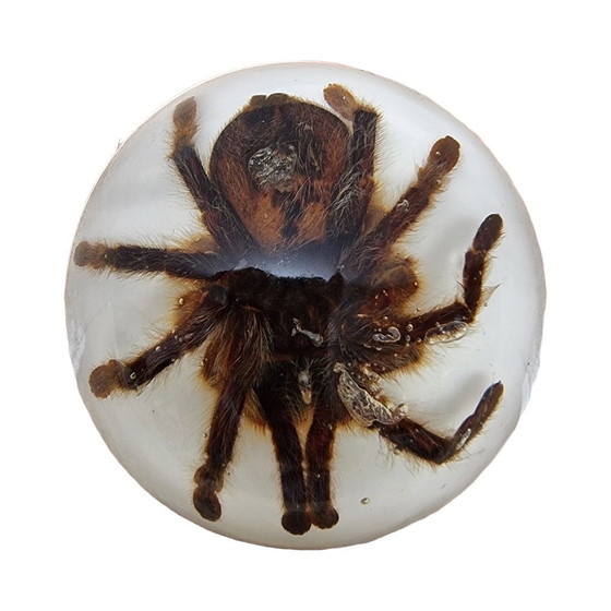 Image 1 of Tarantole vintage montate in resina epossidica USA anni '90