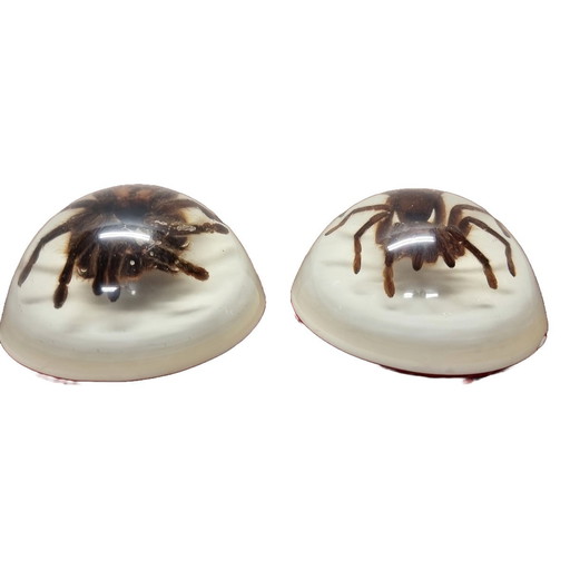 Tarantole vintage montate in resina epossidica USA anni '90