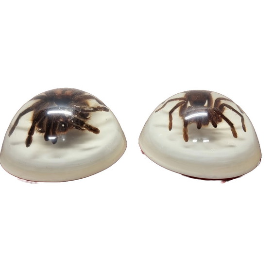 Image 1 of Tarantole vintage montate in resina epossidica USA anni '90