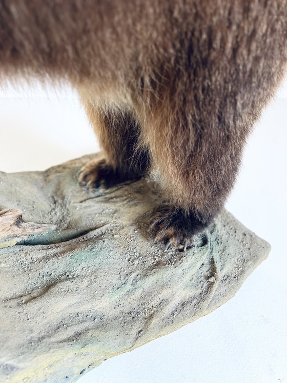 Image 1 of Orso grizzly canadese a cavallo