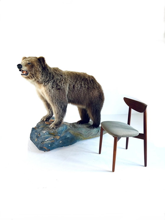 Image 1 of Orso grizzly canadese a cavallo