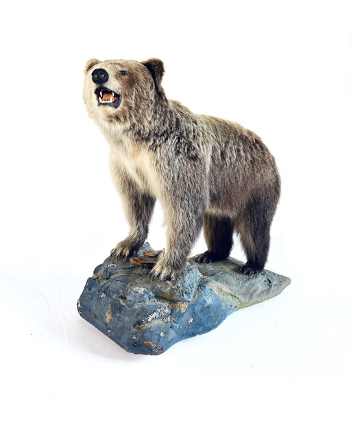 Stuffed Canadian Grizzly bear