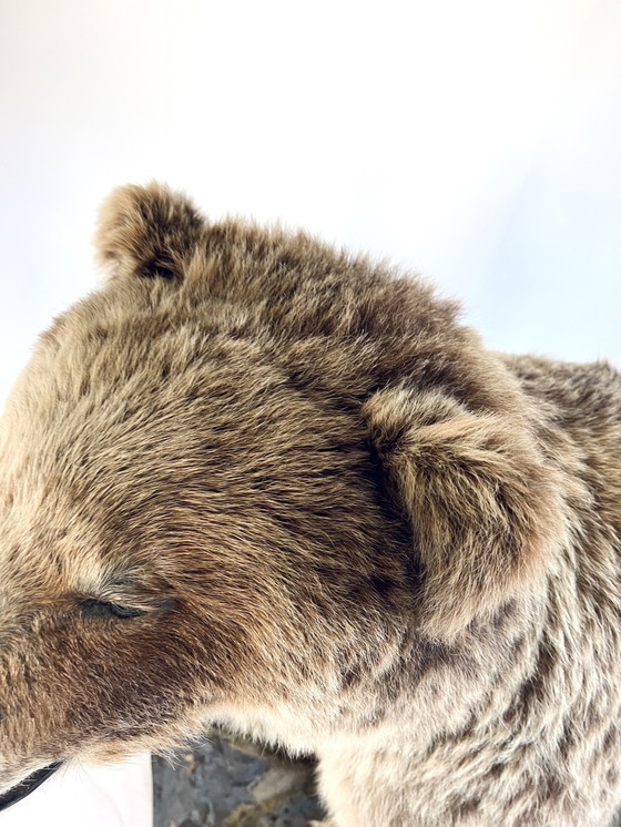 Image 1 of Orso grizzly canadese a cavallo