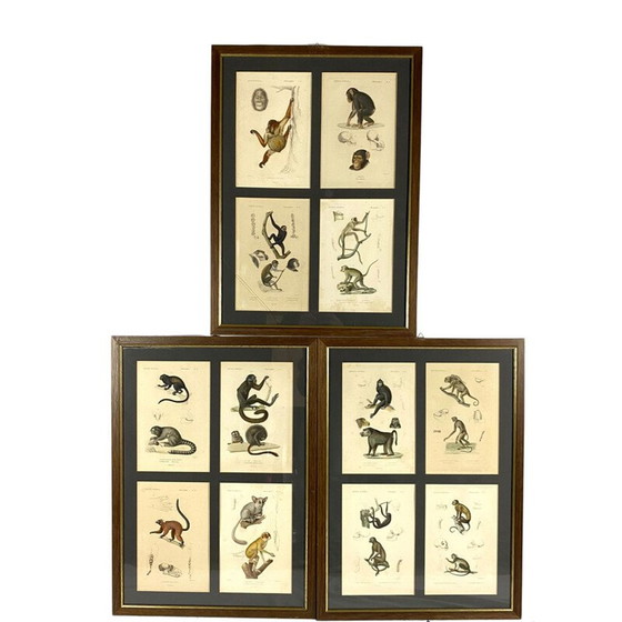 Image 1 of Set di 3 pannelli vintage incorniciati con 12 incisioni "Il regno animale" di Georges Cuvier, Francia 1816