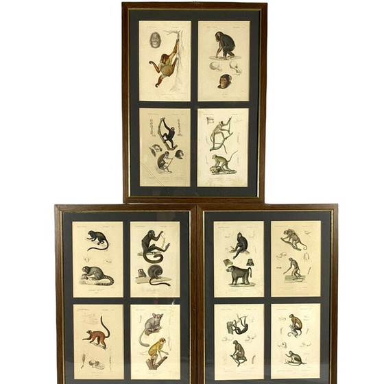 Image 1 of Set di 3 pannelli vintage incorniciati con 12 incisioni "Il regno animale" di Georges Cuvier, Francia 1816