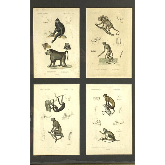 Image 1 of Set di 3 pannelli vintage incorniciati con 12 incisioni "Il regno animale" di Georges Cuvier, Francia 1816