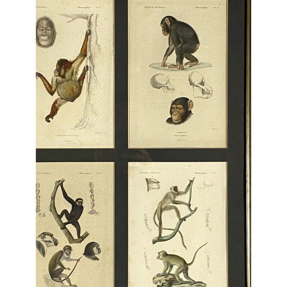 Image 1 of Set di 3 pannelli vintage incorniciati con 12 incisioni "Il regno animale" di Georges Cuvier, Francia 1816