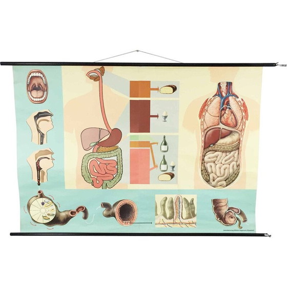 Image 1 of Vintage educational poster on digestion by Jung-Koch Quentell, 1960