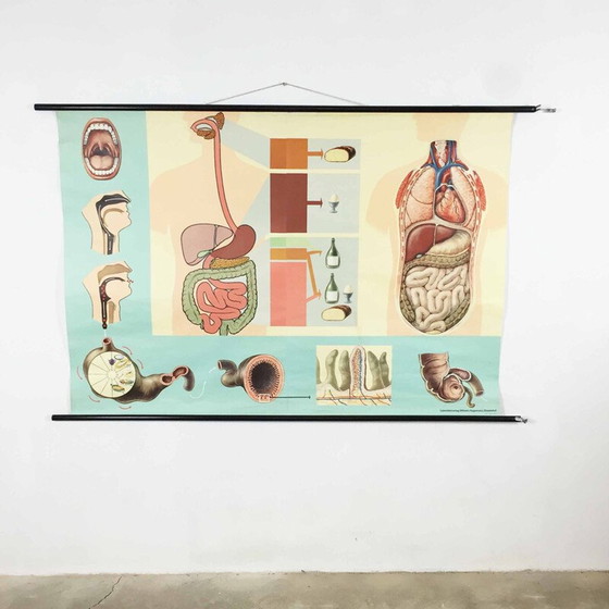 Image 1 of Vintage educational poster on digestion by Jung-Koch Quentell, 1960