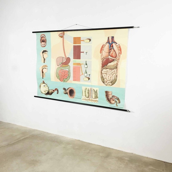Image 1 of Vintage educational poster on digestion by Jung-Koch Quentell, 1960