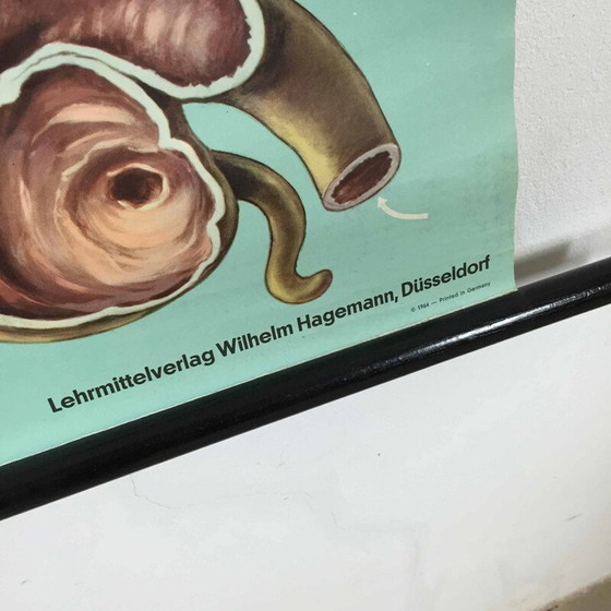 Image 1 of Vintage educational poster on digestion by Jung-Koch Quentell, 1960