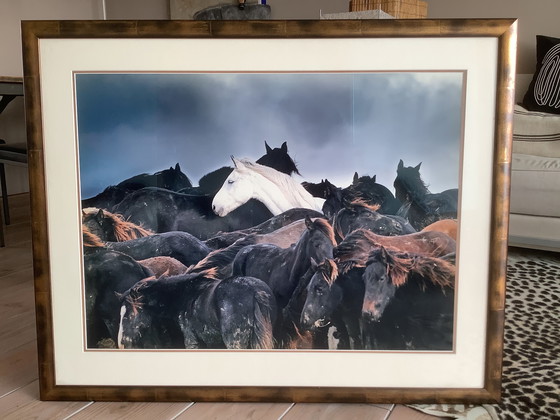 Image 1 of Iconic horse photo by Larens van Aaij framed