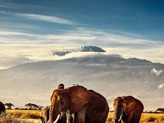 Image 1 of Herd of elephants wall decoration