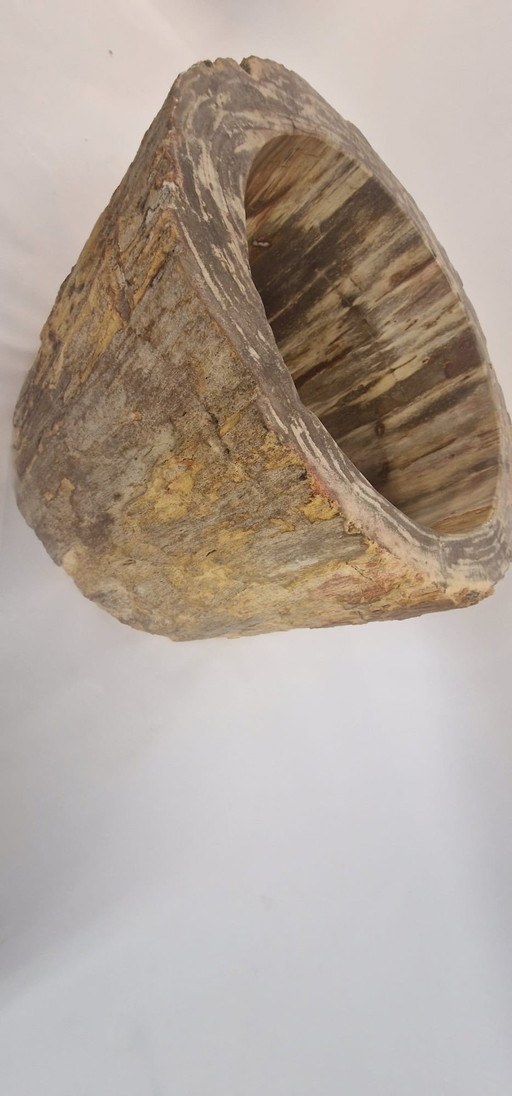 Million Years Old, Petrified Wood