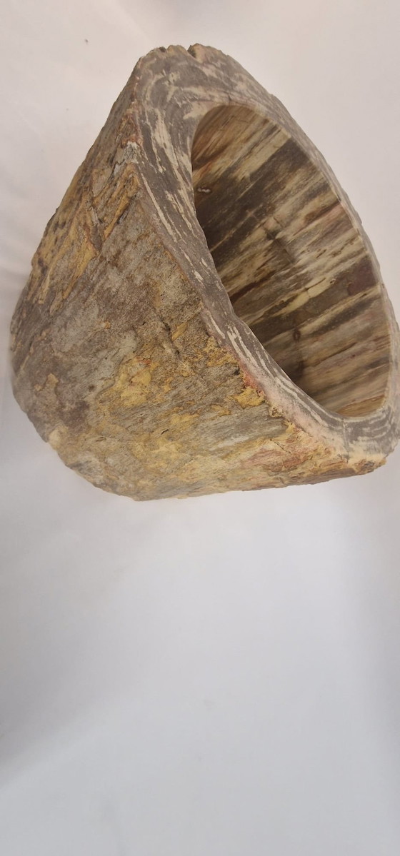 Image 1 of Million Years Old, Petrified Wood