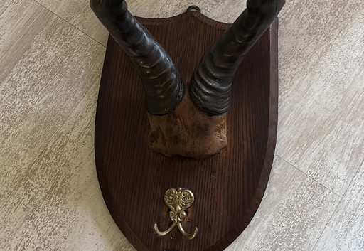 Antilope Antlers On Wooden Frame