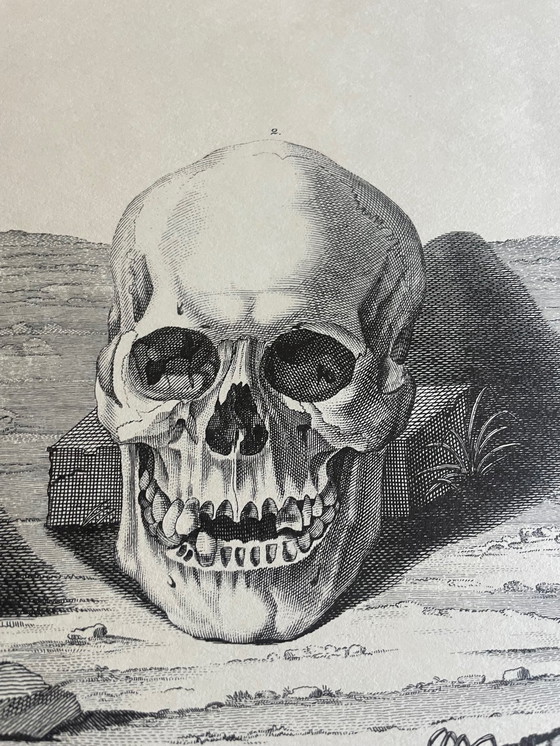 Image 1 of D.Tileyagus, Image Of Chinese Skulls