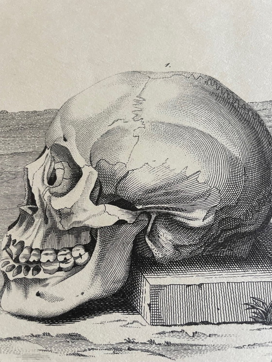 Image 1 of D.Tileyagus, Image Of Chinese Skulls