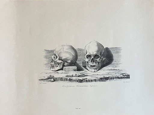 D.Tileyagus, Image Of Chinese Skulls