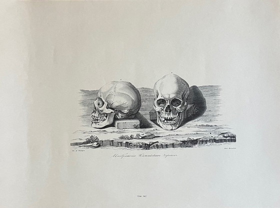 Image 1 of D.Tileyagus, Image Of Chinese Skulls