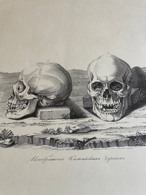 Image 1 of D.Tileyagus, Image Of Chinese Skulls