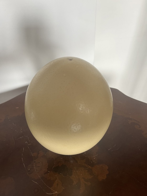 Image 1 of Antique ostrich egg