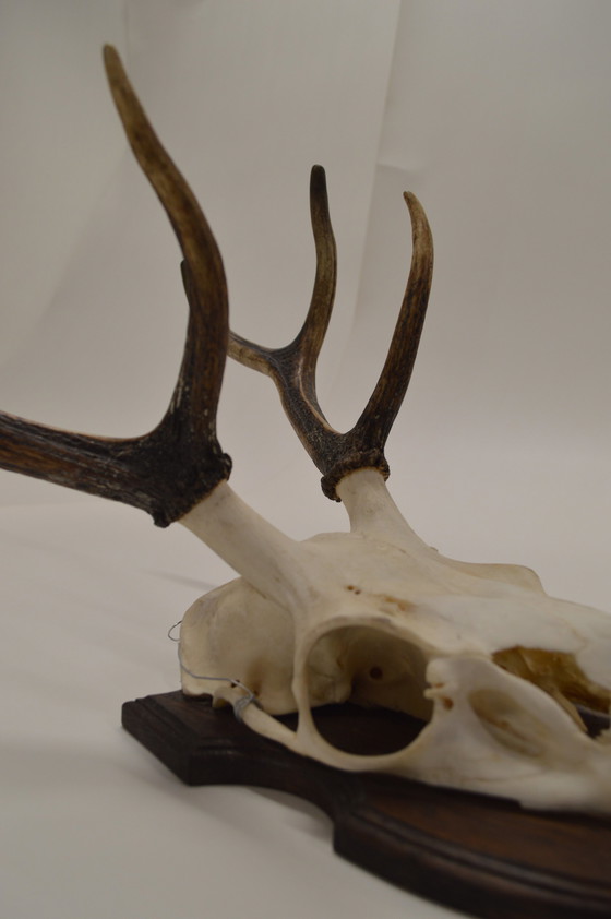 Image 1 of Deer Antlers On Wood